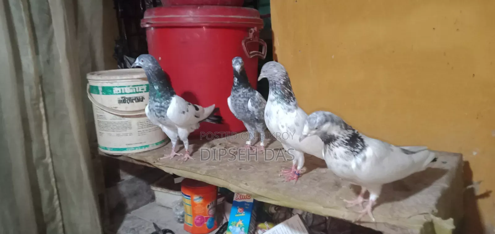 Four good quality female pigeons. Saharan Puri Chot, red Banaras neck
