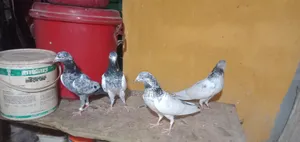 Four good quality female pigeons. Saharan Puri Chot, red Banaras neck