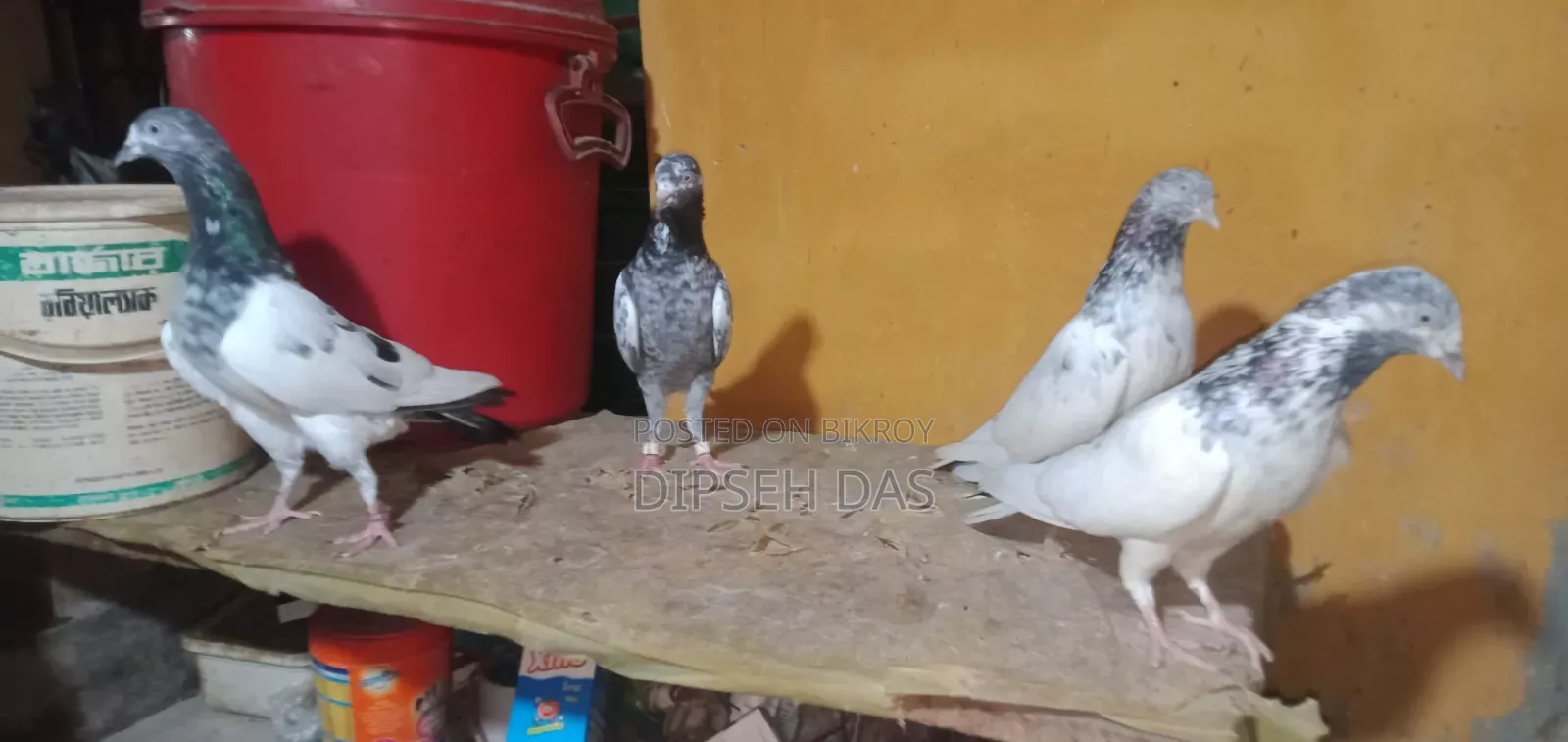 Four good quality female pigeons. Saharan Puri Chot, red Banaras neck