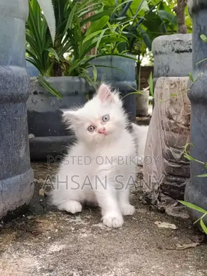 ১-৩ মাসের ফিমেল পিওরব্রেড পার্সিয়ান
