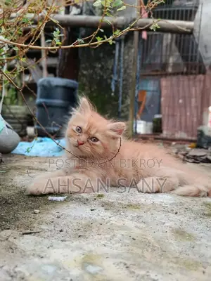 ১-৩ মাসের ফিমেল পিওরব্রেড পার্সিয়ান