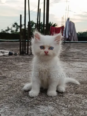 ১-৩ মাসের ফিমেল পিওরব্রেড পার্সিয়ান