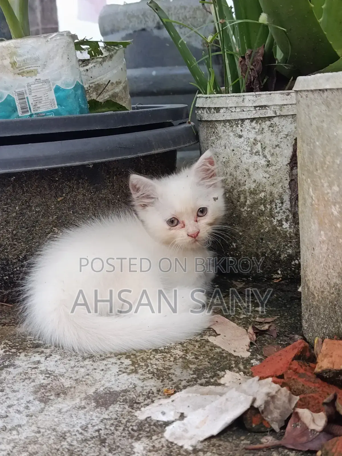 ১-৩ মাসের ফিমেল পিওরব্রেড পার্সিয়ান