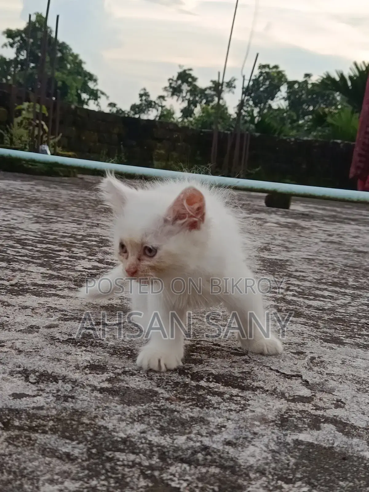 ১-৩ মাসের ফিমেল পিওরব্রেড পার্সিয়ান