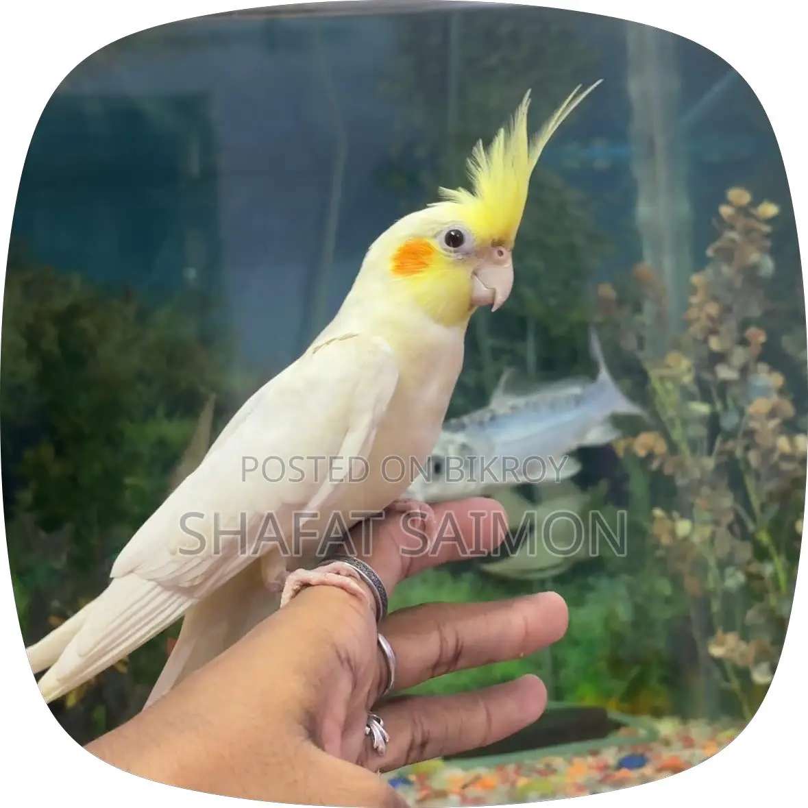 Cockatiels