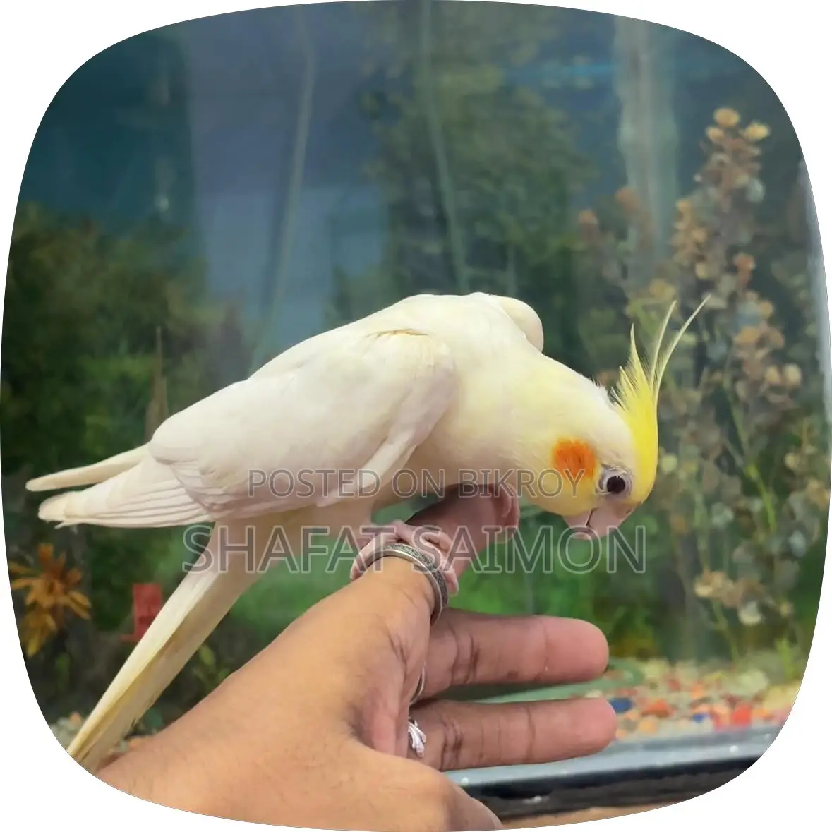 Cockatiels