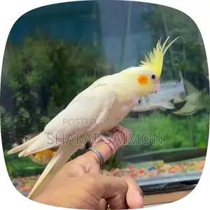 Cockatiels