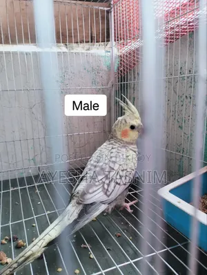 Lutino Pearl Cockatiel for Sale