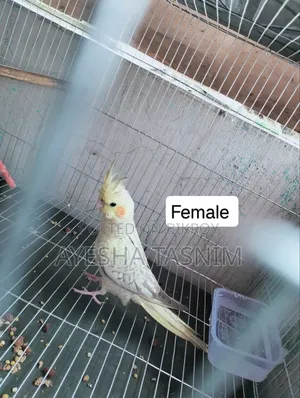 Lutino Pearl Cockatiel for Sale