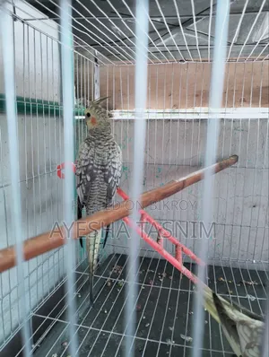 Lutino Pearl Cockatiel for Sale
