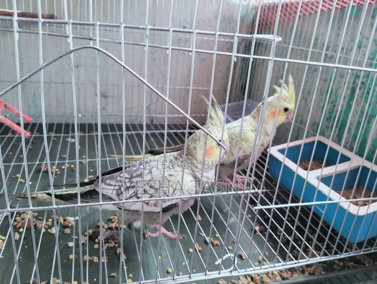 Lutino Pearl Cockatiel for Sale