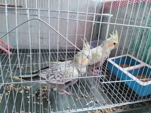 Lutino Pearl Cockatiel for Sale