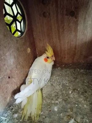 Cockatiel Baby 2 Months Old
