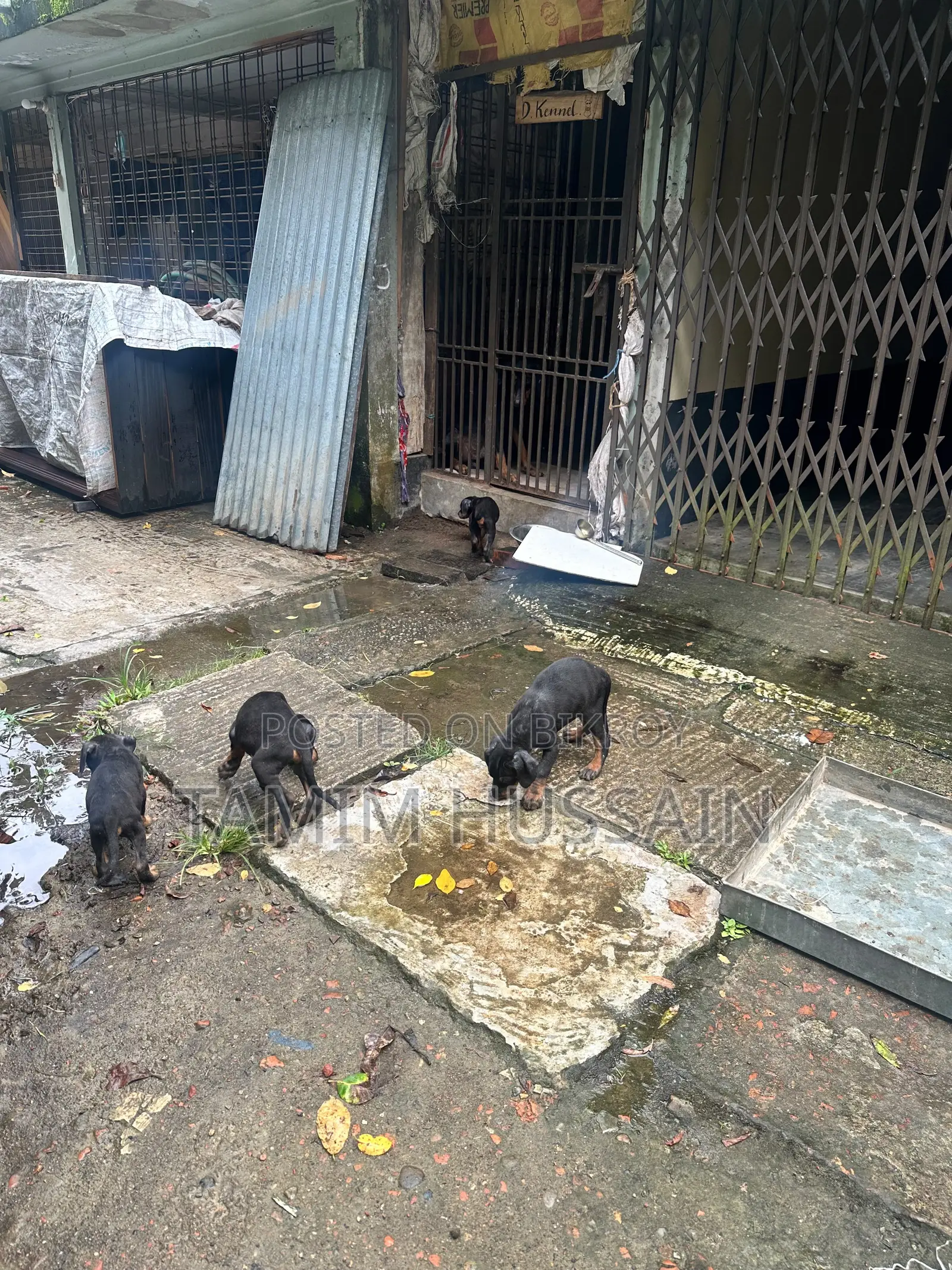 ১-৩ মাসের পুরুষ খাঁটি ডোবারম্যান পিনশার