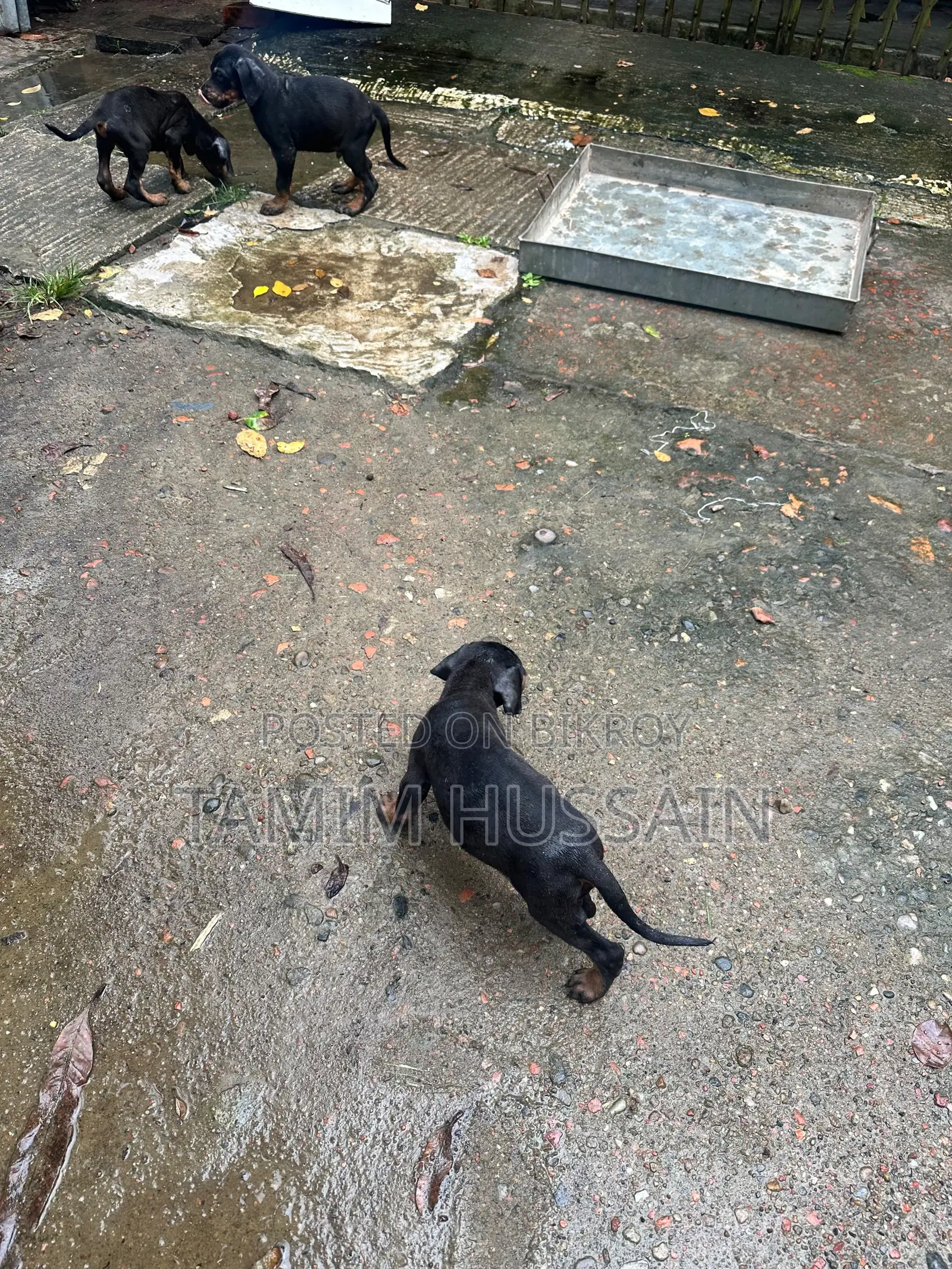 ১-৩ মাসের পুরুষ খাঁটি ডোবারম্যান পিনশার