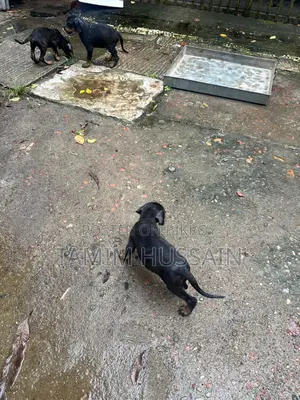 ১-৩ মাসের পুরুষ খাঁটি ডোবারম্যান পিনশার