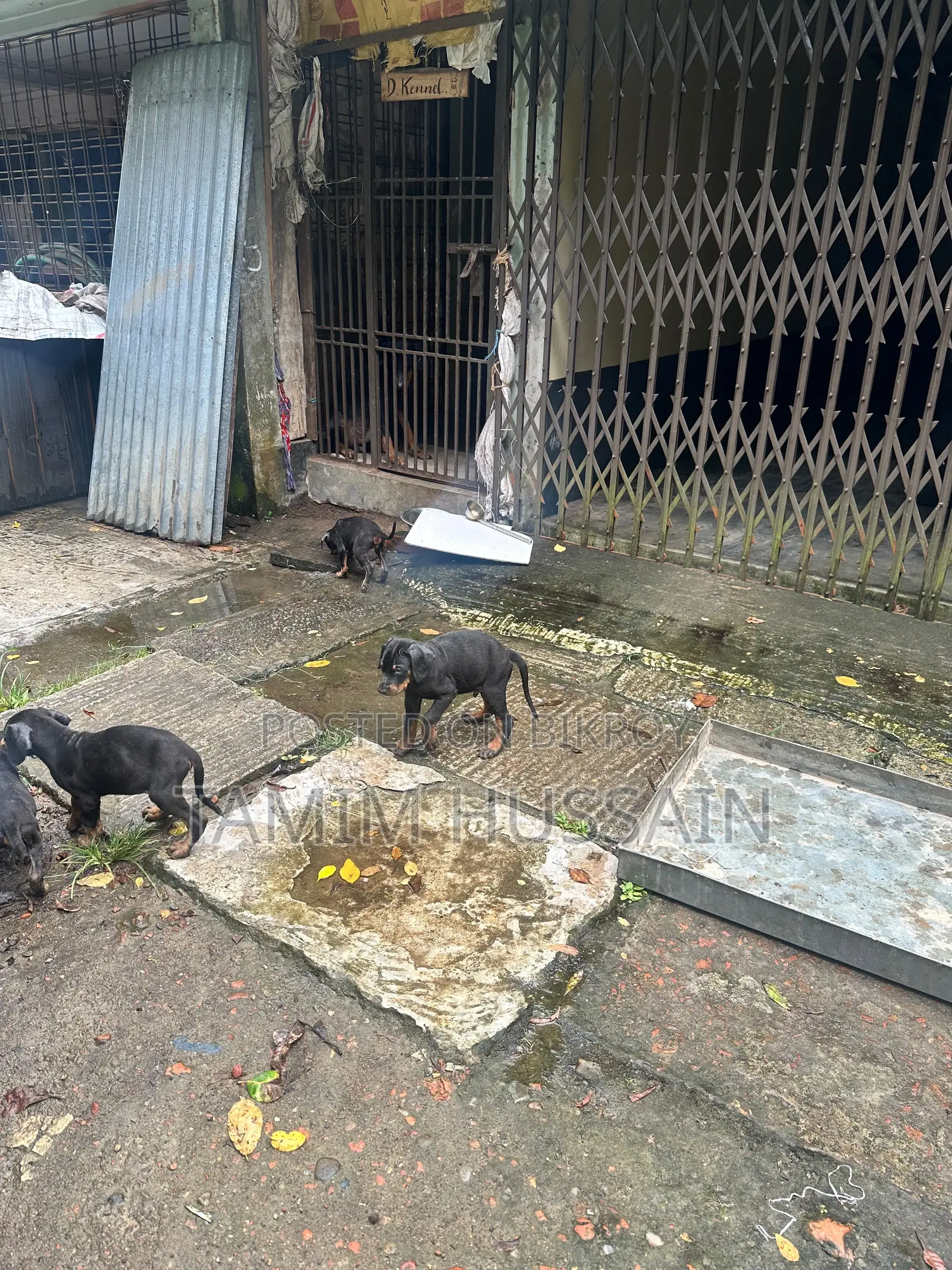 ১-৩ মাসের পুরুষ খাঁটি ডোবারম্যান পিনশার