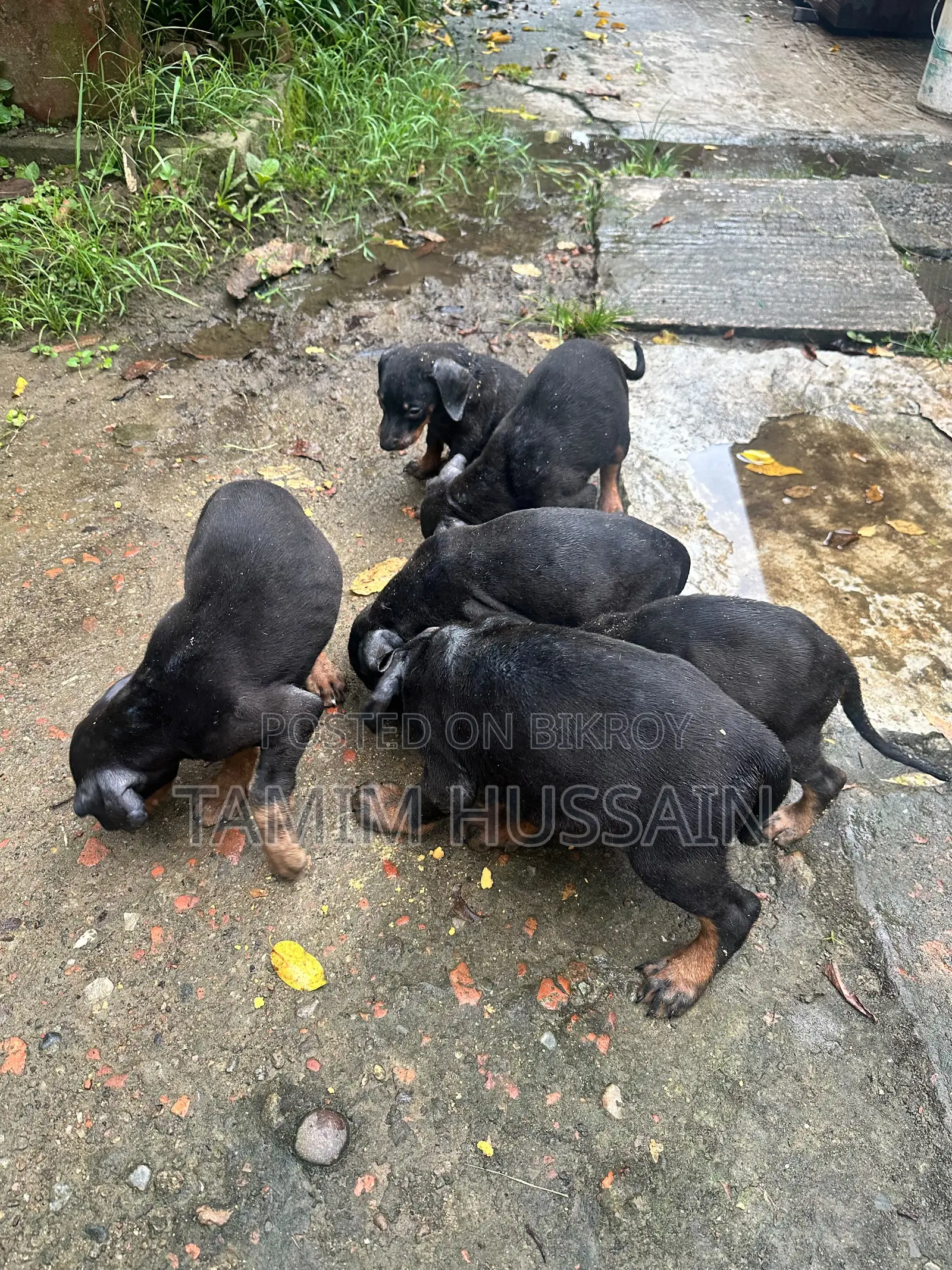 ১-৩ মাসের পুরুষ খাঁটি ডোবারম্যান পিনশার