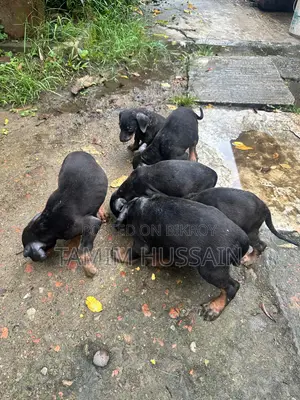 ১-৩ মাসের পুরুষ খাঁটি ডোবারম্যান পিনশার
