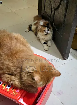 ৬-১২ মাসের নর খাঁটি পার্সিয়ান