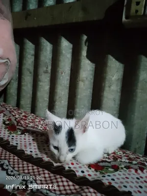 1-3 Months Female Purebred Persian
