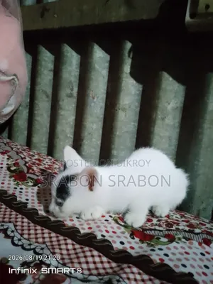 1-3 Months Female Purebred Persian