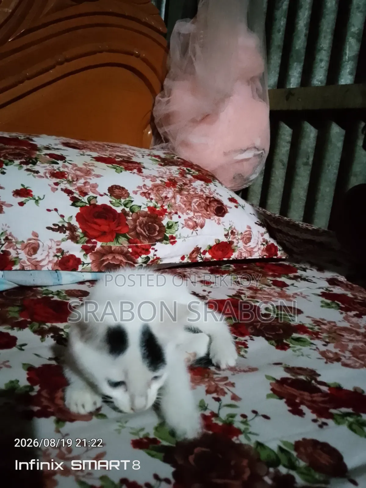 1-3 Months Female Purebred Persian