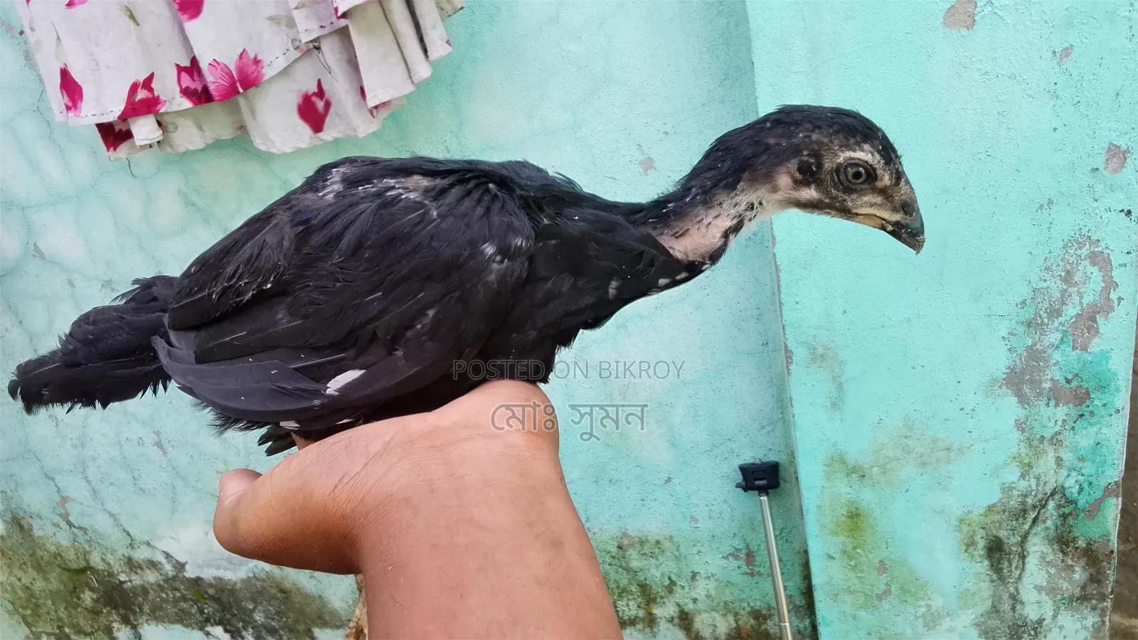 হাসিল মুরগি বাচ্চা ফাইটার