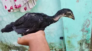 হাসিল মুরগি বাচ্চা ফাইটার