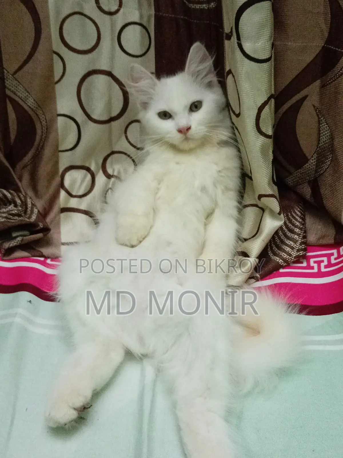1-3 Months Female Mixed Breed Persian