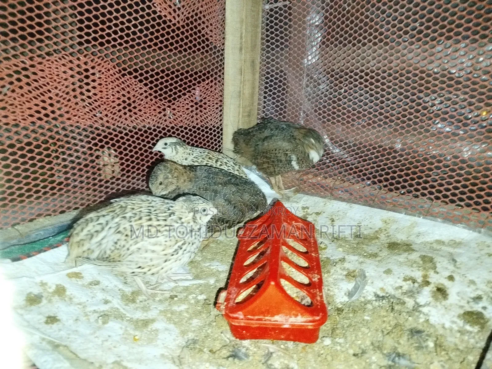 European Coil Quail