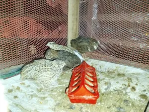 European Coil Quail