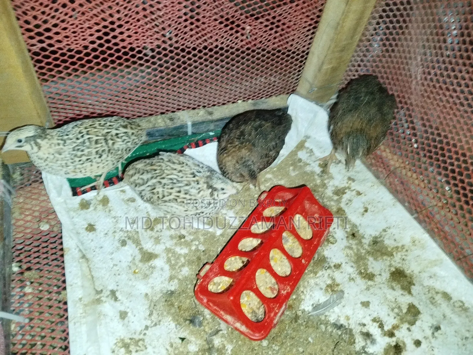 European Coil Quail