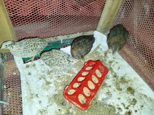 European Coil Quail