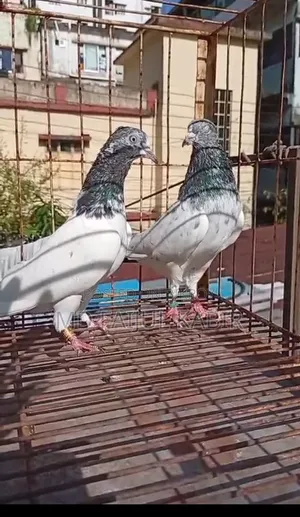 Pakistani pigeons will be sold in lots.