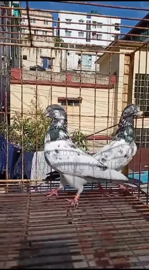 Pakistani pigeons will be sold in lots.