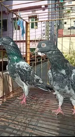 Pakistani pigeons will be sold in lots.
