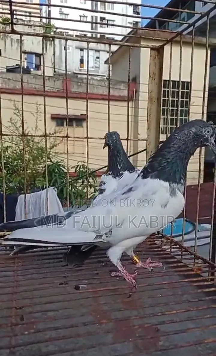 Pakistani pigeons will be sold in lots.