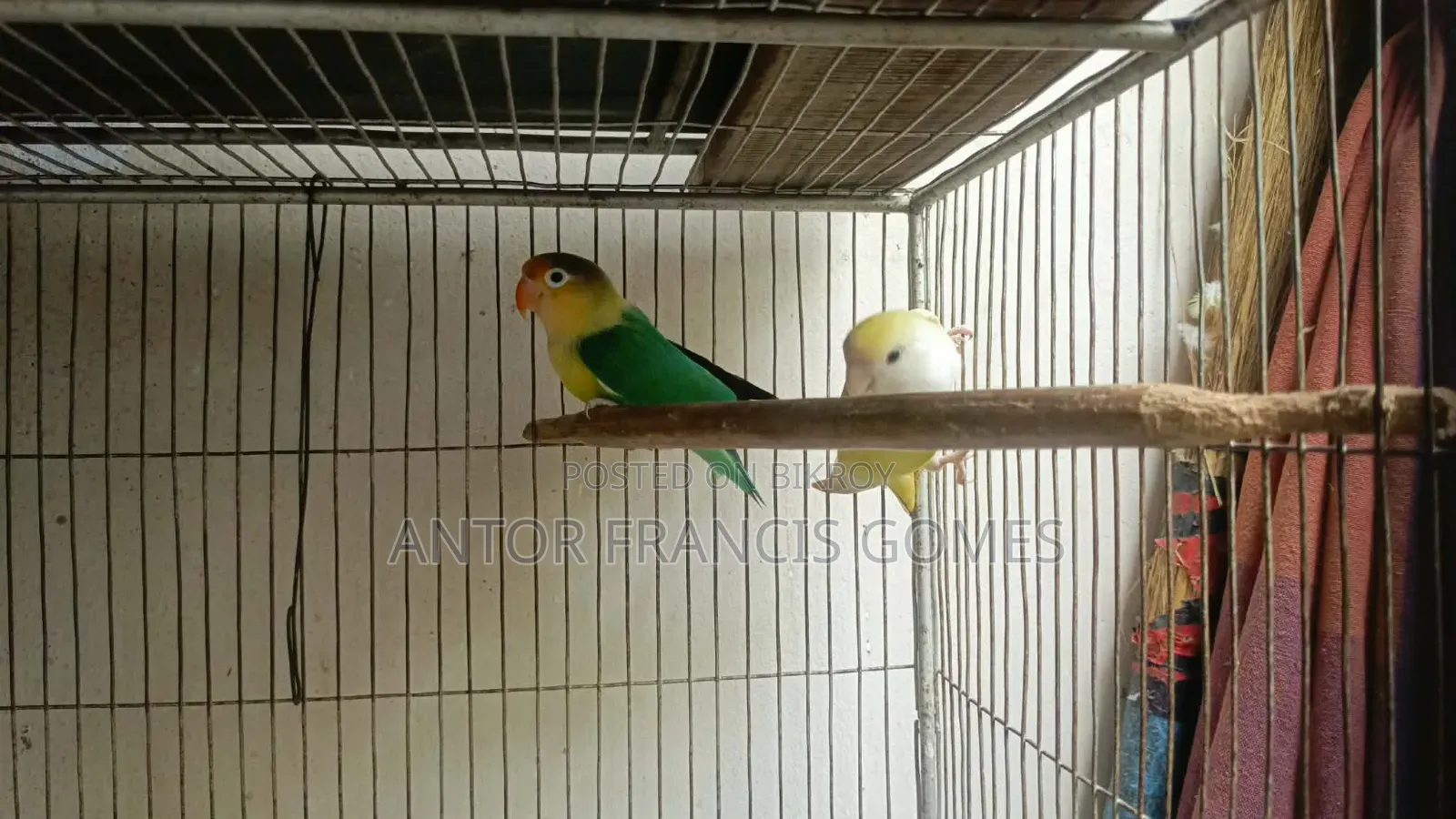 Love Birds