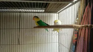 Love Birds