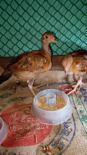 ফাইটার মুভি বাচ্চা