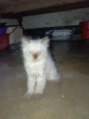 0-1 Month Male Purebred Persian