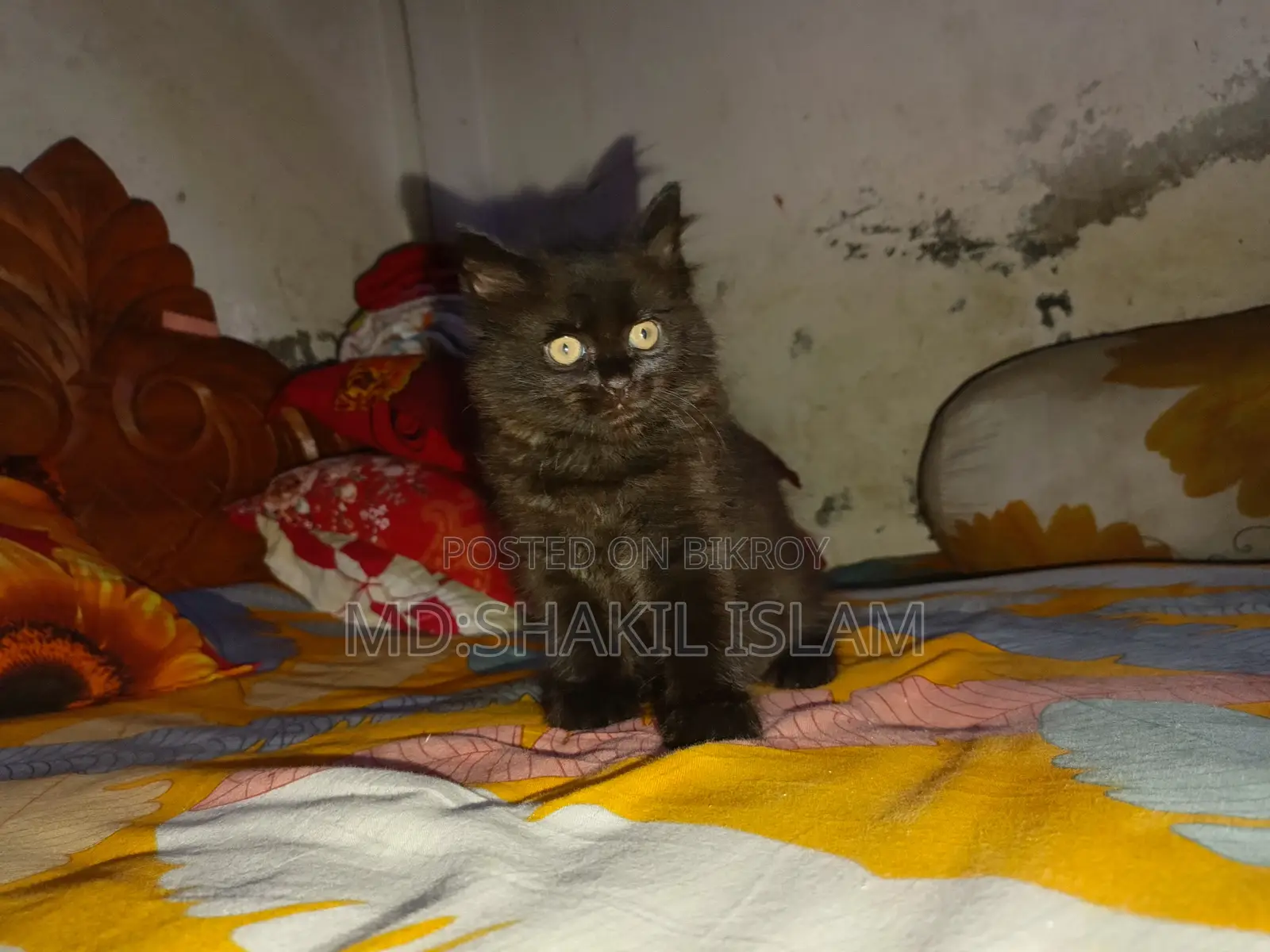0-1 Month Male Purebred Persian