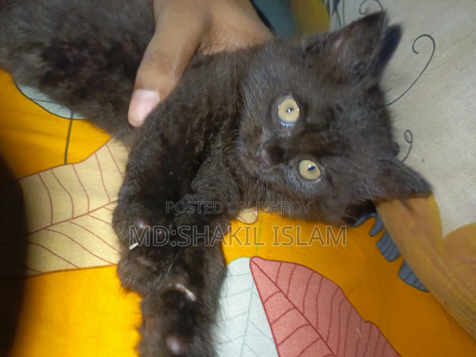 0-1 Month Male Purebred Persian