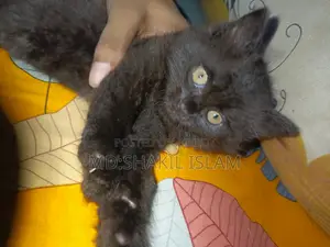0-1 Month Male Purebred Persian