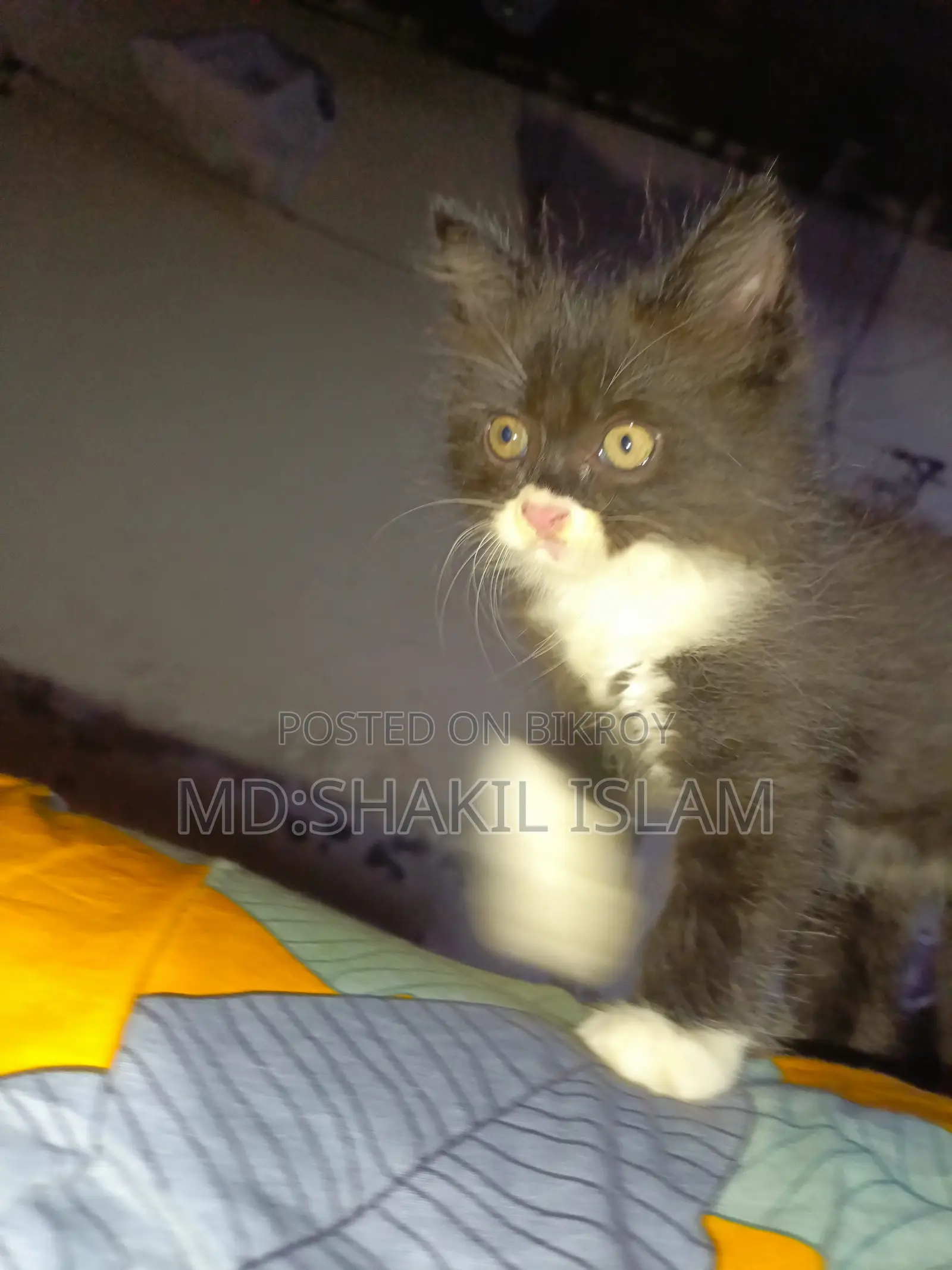 0-1 Month Male Purebred Persian
