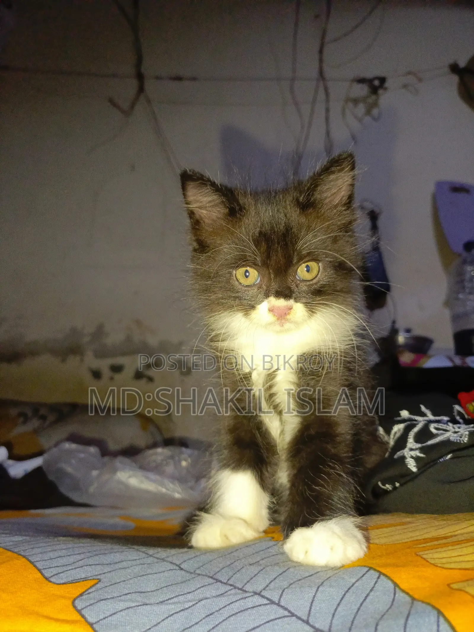 0-1 Month Male Purebred Persian