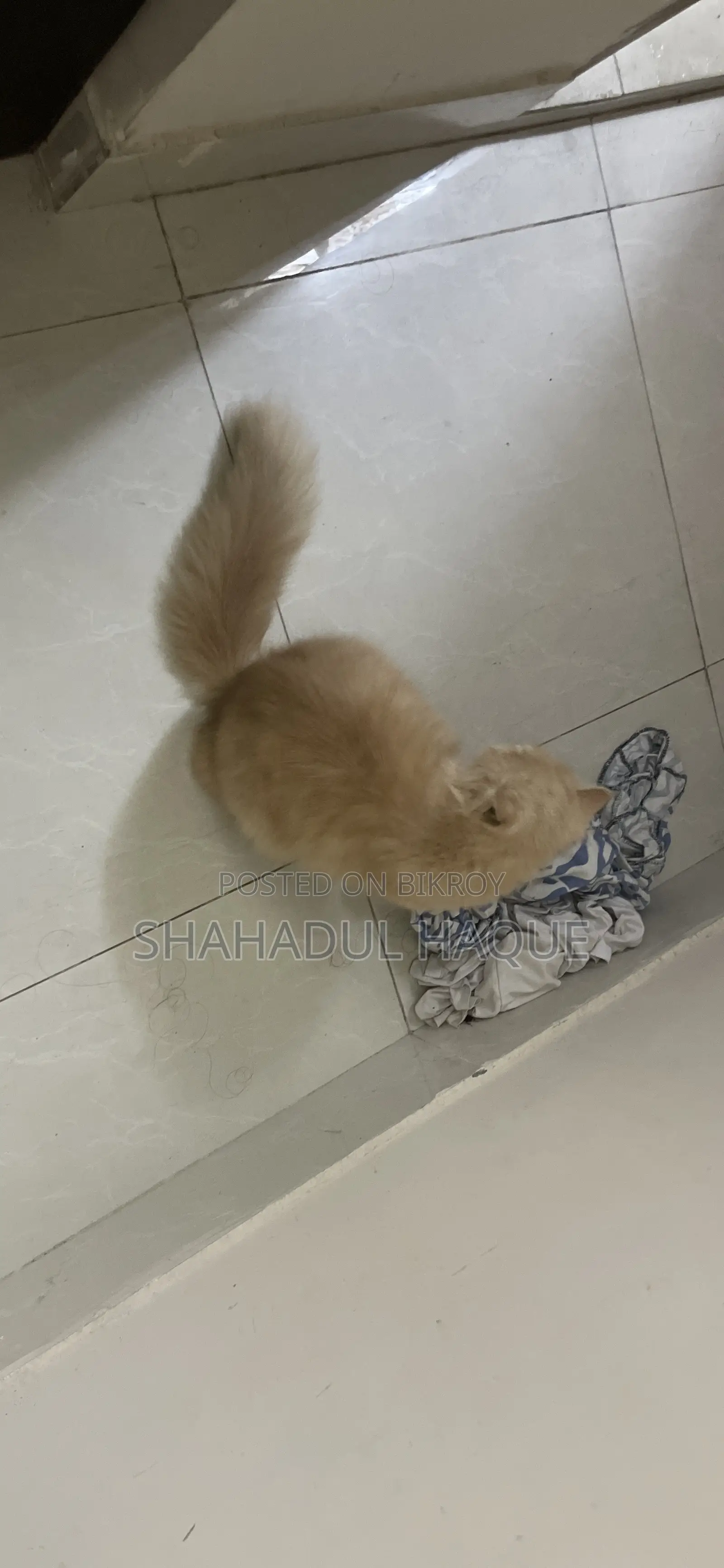 6-12 Months Female Purebred Persian