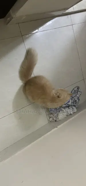 6-12 Months Female Purebred Persian