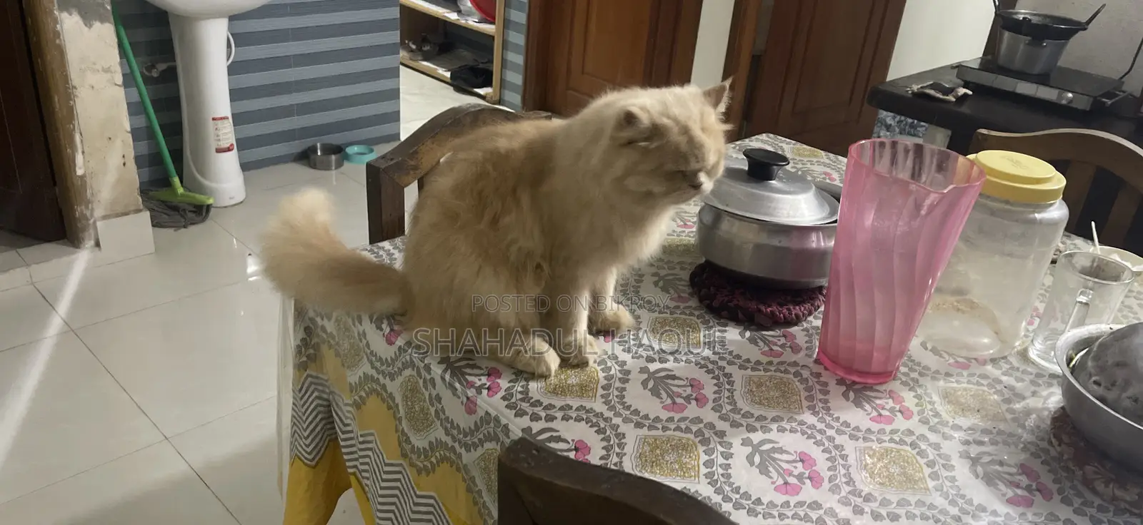 6-12 Months Female Purebred Persian